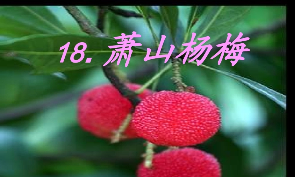 四年级语文下册 第5单元 18《萧山杨梅》课件2 语文S版-语文S版小学四年级下册语文课件