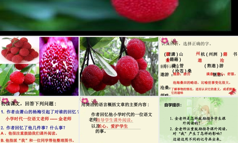 四年级语文下册 第5单元 18《萧山杨梅》课件2 语文S版-语文S版小学四年级下册语文课件
