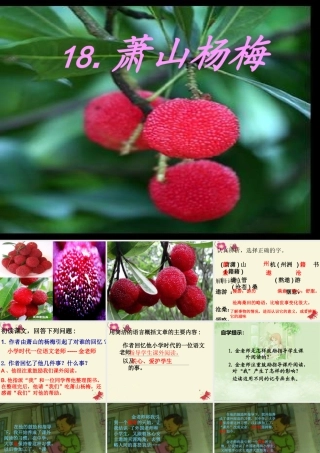 四年级语文下册 第5单元 18《萧山杨梅》课件2 语文S版-语文S版小学四年级下册语文课件