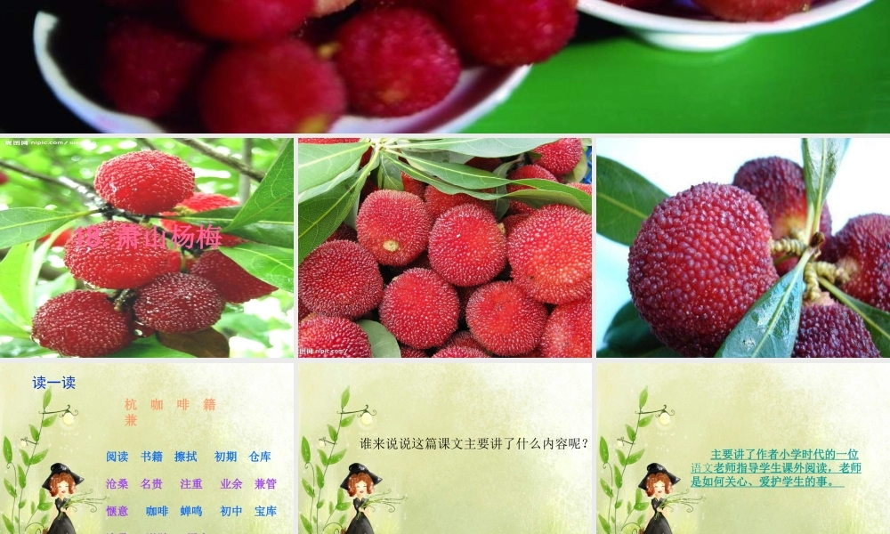 四年级语文下册 第5单元 18《萧山杨梅》课件4 语文S版-语文S版小学四年级下册语文课件