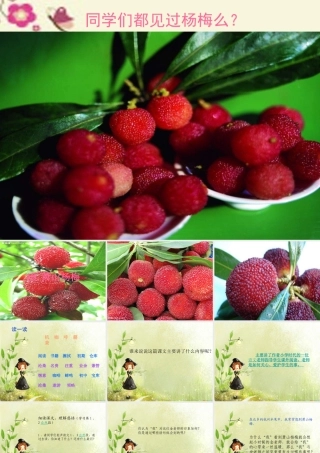 四年级语文下册 第5单元 18《萧山杨梅》课件4 语文S版-语文S版小学四年级下册语文课件