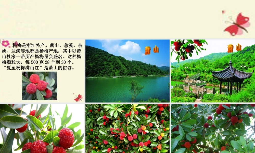 四年级语文下册 第5单元 18《萧山杨梅》课件5 语文S版-语文S版小学四年级下册语文课件