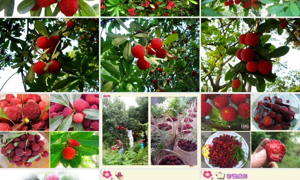 四年级语文下册 第5单元 18《萧山杨梅》课件5 语文S版-语文S版小学四年级下册语文课件