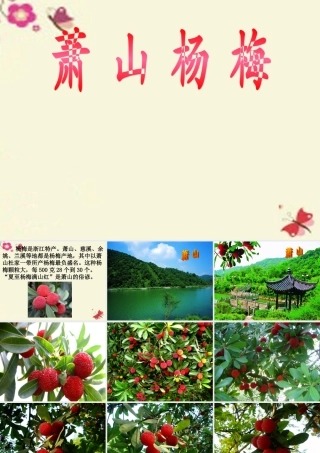 四年级语文下册 第5单元 18《萧山杨梅》课件5 语文S版-语文S版小学四年级下册语文课件