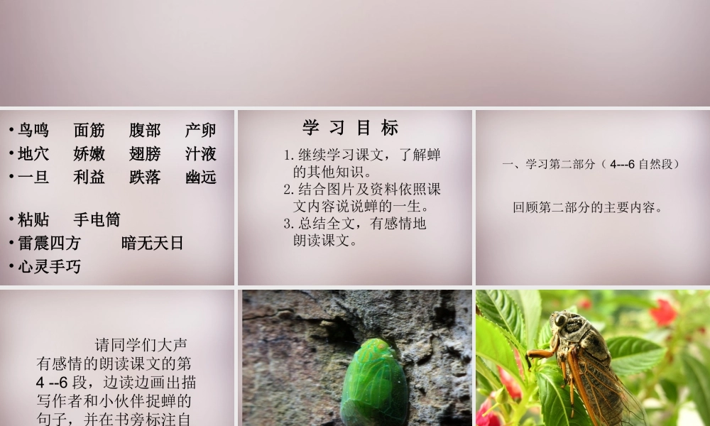 四年级语文上册《黄昏的蝉》课件1 语文A版-语文A版小学四年级上册语文课件
