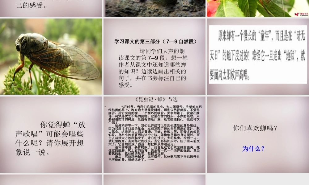 四年级语文上册《黄昏的蝉》课件1 语文A版-语文A版小学四年级上册语文课件