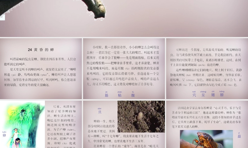 四年级语文上册《黄昏的蝉》课件2 语文A版-语文A版小学四年级上册语文课件