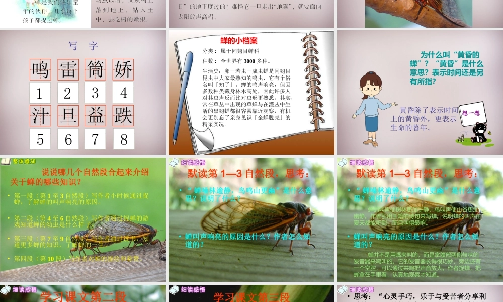四年级语文上册《黄昏的蝉》课件2 语文A版-语文A版小学四年级上册语文课件