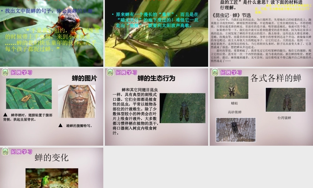 四年级语文上册《黄昏的蝉》课件2 语文A版-语文A版小学四年级上册语文课件