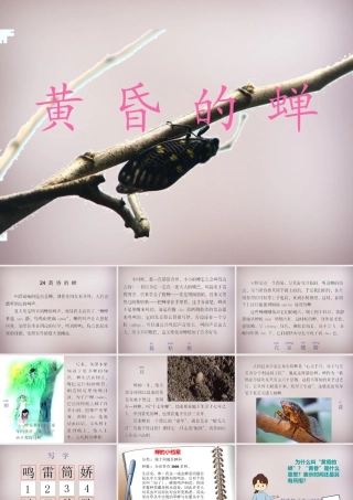 四年级语文上册《黄昏的蝉》课件2 语文A版-语文A版小学四年级上册语文课件