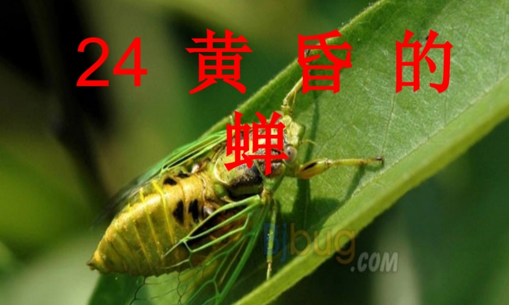 四年级语文上册《黄昏的蝉》课件3 语文A版-语文A版小学四年级上册语文课件