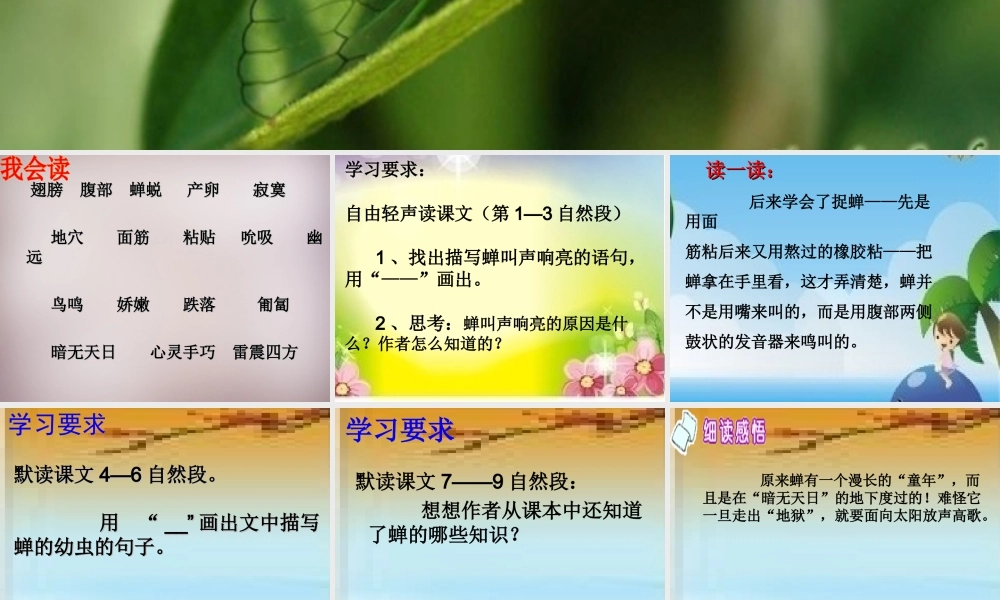 四年级语文上册《黄昏的蝉》课件3 语文A版-语文A版小学四年级上册语文课件