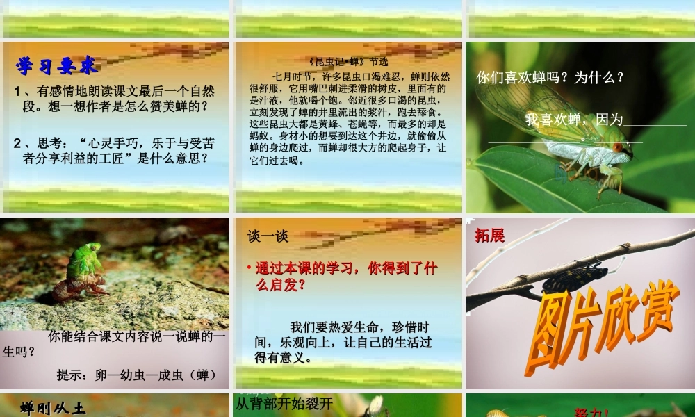 四年级语文上册《黄昏的蝉》课件3 语文A版-语文A版小学四年级上册语文课件