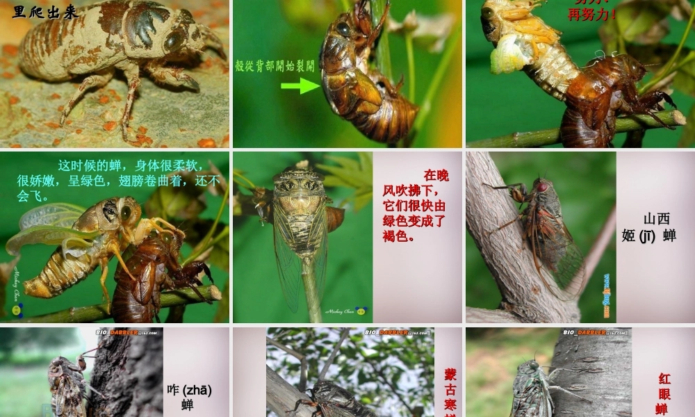 四年级语文上册《黄昏的蝉》课件3 语文A版-语文A版小学四年级上册语文课件