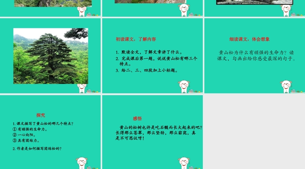 四年级语文上册《黄山松》课件2 教科版-教科版小学四年级上册语文课件