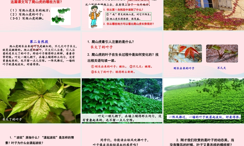 四年级语文上册 第三单元 10 爬山虎的脚教学课件 新人教版-新人教版小学四年级上册语文课件