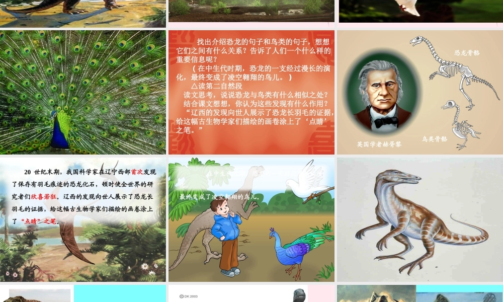 四年级语文上册 第八组 31《飞向蓝天的恐龙》课堂教学课件3 新人教版-新人教版小学四年级上册语文课件