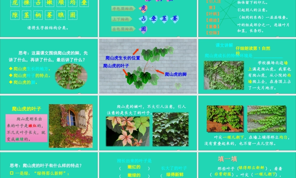 四年级语文上册 第三单元 10 爬山虎的脚课件 新人教版-新人教版小学四年级上册语文课件