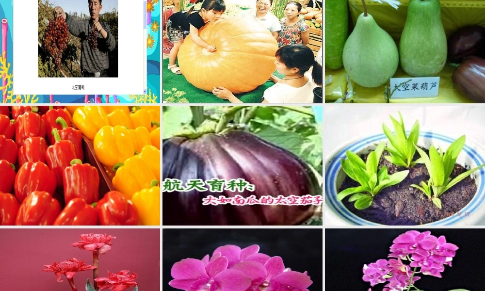 四年级语文上册 第八组 32《飞船上的特殊乘客》课堂教学课件2 新人教版-新人教版小学四年级上册语文课件