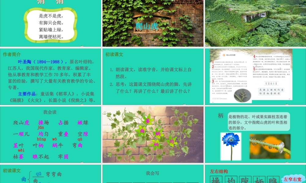 四年级语文上册 第三单元 10 爬山虎的脚课件