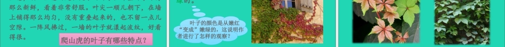 四年级语文上册 第三单元 10 爬山虎的脚课件