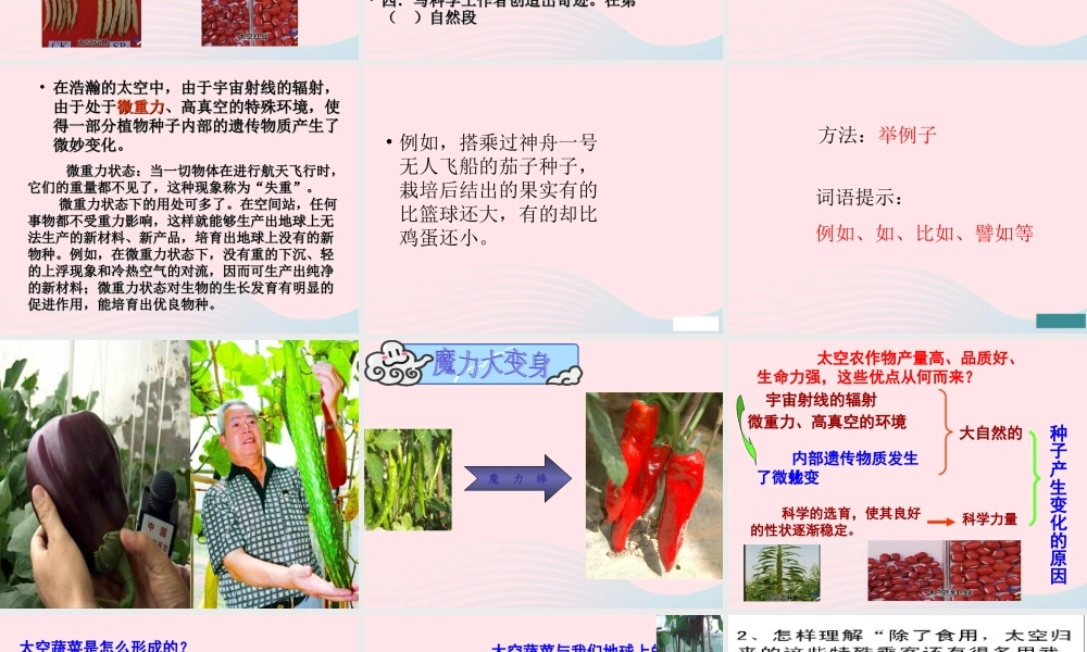 四年级语文上册 第八组 32《飞船上的特殊乘客》课堂教学课件3 新人教版-新人教版小学四年级上册语文课件