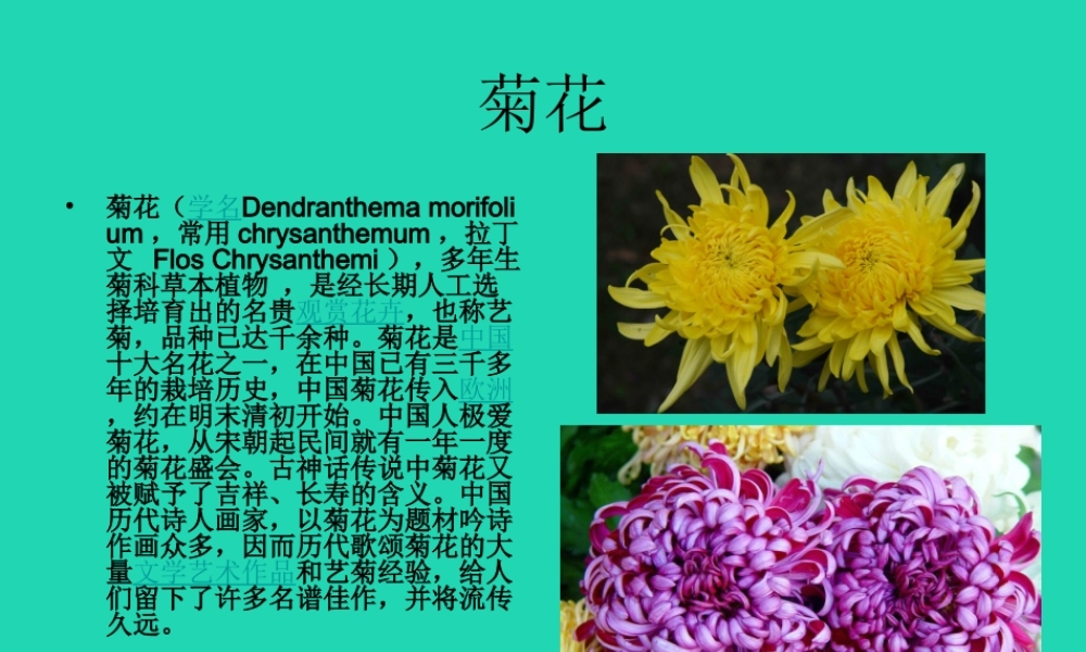 四年级语文上册《菊花》课件1 教科版-教科版小学四年级上册语文课件