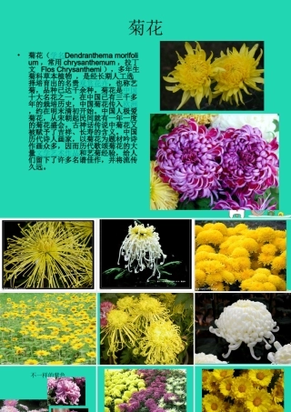 四年级语文上册《菊花》课件1 教科版-教科版小学四年级上册语文课件