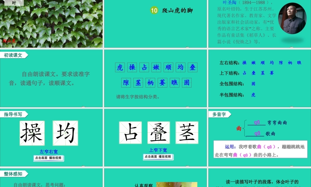 四年级语文上册 第三单元 10《爬山虎的脚》课件