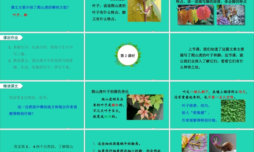 四年级语文上册 第三单元 10《爬山虎的脚》课件
