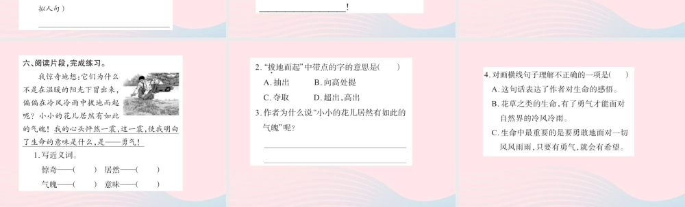 四年级语文下册 第5组 20 花的勇气习题课件 新人教版-新人教版小学四年级下册语文课件