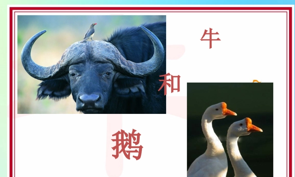 四年级语文上册 第六单元 18 《牛和鹅》优秀课件 新人教版-新人教版小学四年级上册语文课件