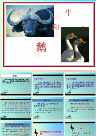 四年级语文上册 第六单元 18 《牛和鹅》优秀课件 新人教版-新人教版小学四年级上册语文课件