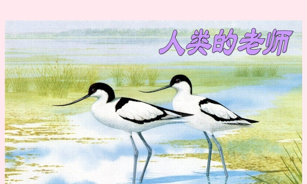 四年级语文下册 第二单元 第7课《人类的老师》课件 苏教版-苏教版小学四年级下册语文课件