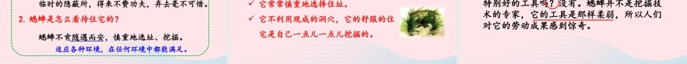 四年级语文上册 第三单元 11 蟋蟀的住宅教学课件 新人教版-新人教版小学四年级上册语文课件
