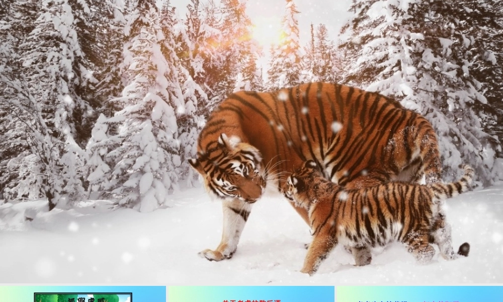 四年级语文上册 第六单元 19 《一只窝囊的大老虎》精品课件 新人教版-新人教版小学四年级上册语文课件