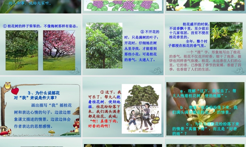 四年级语文上册 第三单元 12 桂花雨教学课件2 苏教版-苏教版小学四年级上册语文课件