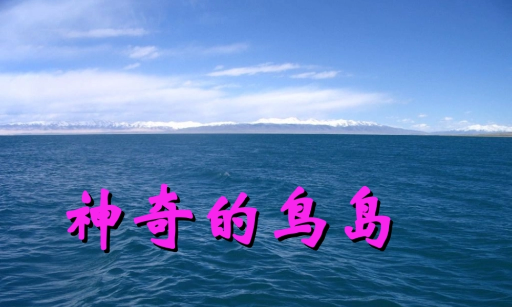 四年级语文上册《神奇的鸟岛》课件1 语文A版-语文A版小学四年级上册语文课件