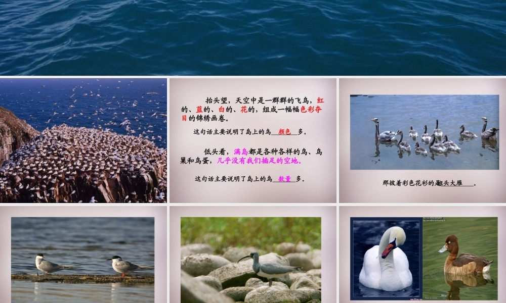 四年级语文上册《神奇的鸟岛》课件1 语文A版-语文A版小学四年级上册语文课件