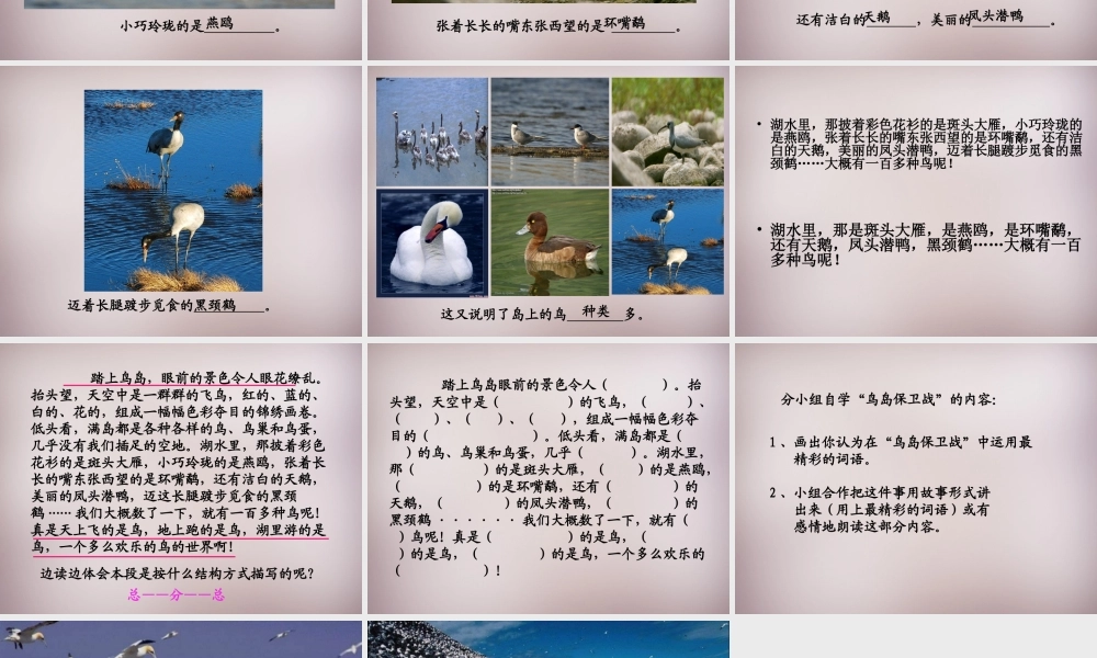 四年级语文上册《神奇的鸟岛》课件1 语文A版-语文A版小学四年级上册语文课件