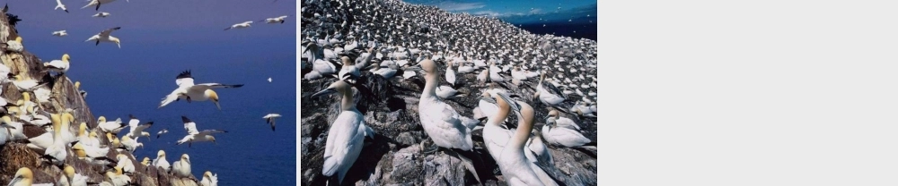 四年级语文上册《神奇的鸟岛》课件1 语文A版-语文A版小学四年级上册语文课件