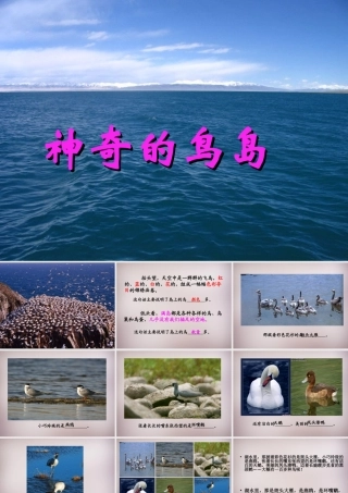 四年级语文上册《神奇的鸟岛》课件1 语文A版-语文A版小学四年级上册语文课件