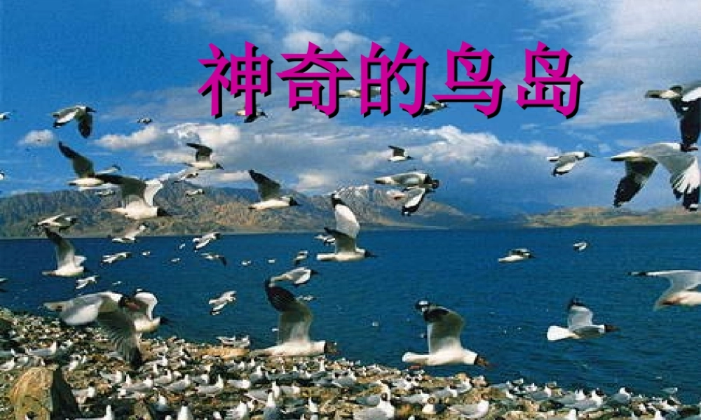 四年级语文上册《神奇的鸟岛》课件2 语文A版-语文A版小学四年级上册语文课件