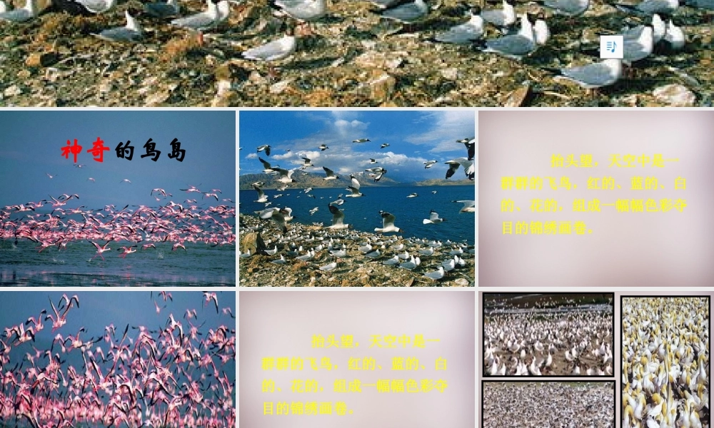 四年级语文上册《神奇的鸟岛》课件2 语文A版-语文A版小学四年级上册语文课件