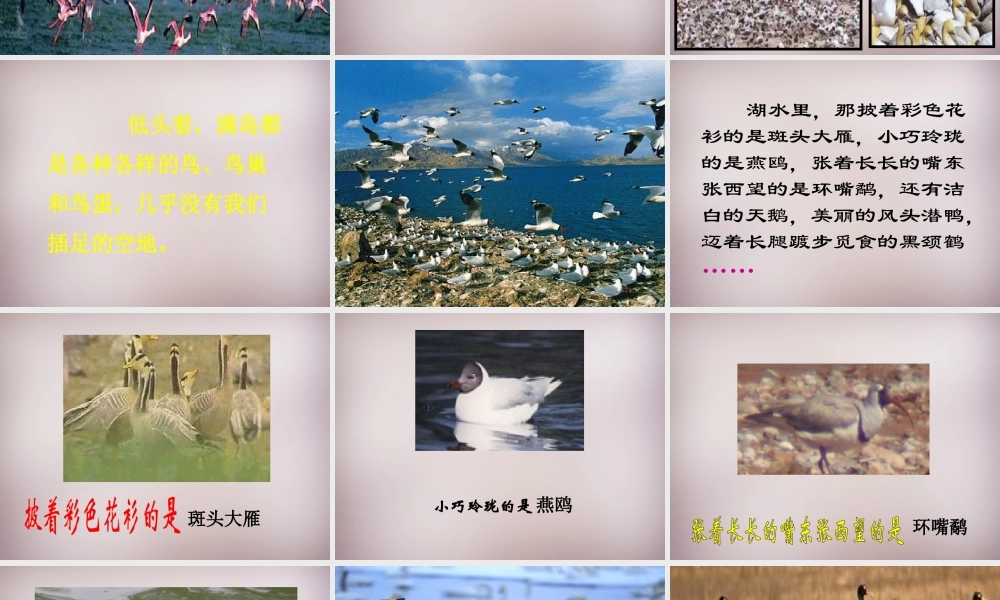 四年级语文上册《神奇的鸟岛》课件2 语文A版-语文A版小学四年级上册语文课件