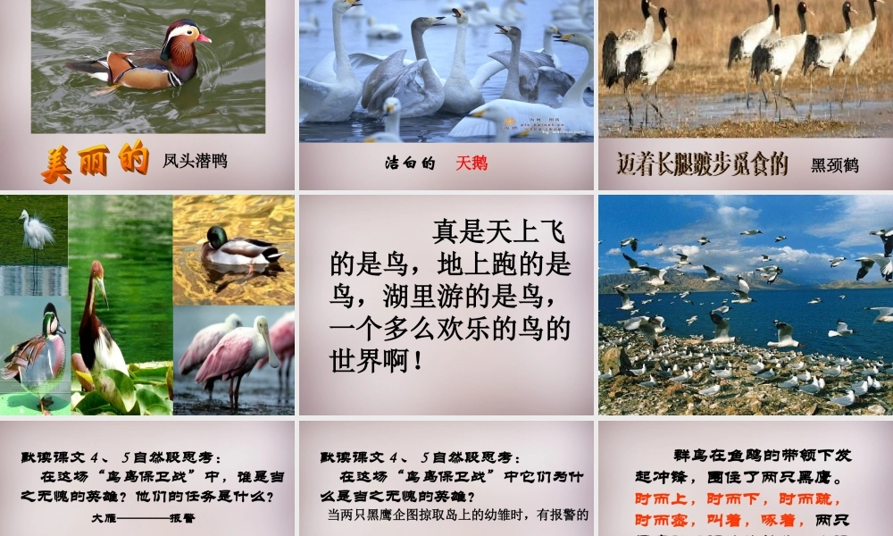 四年级语文上册《神奇的鸟岛》课件2 语文A版-语文A版小学四年级上册语文课件