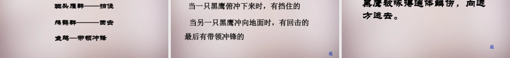 四年级语文上册《神奇的鸟岛》课件2 语文A版-语文A版小学四年级上册语文课件