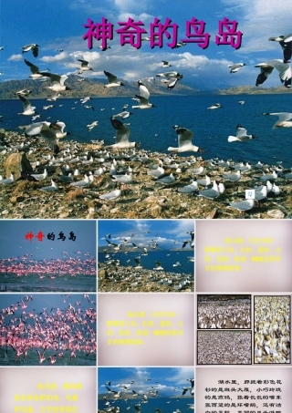 四年级语文上册《神奇的鸟岛》课件2 语文A版-语文A版小学四年级上册语文课件