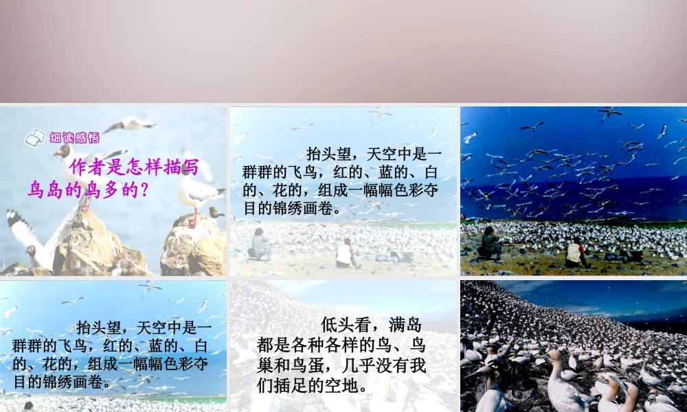 四年级语文上册《神奇的鸟岛》课件3 语文A版-语文A版小学四年级上册语文课件