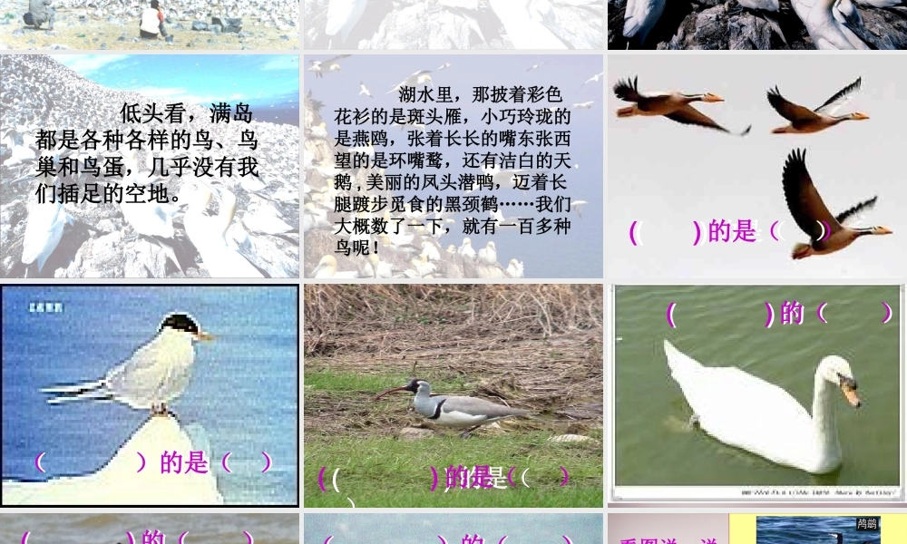 四年级语文上册《神奇的鸟岛》课件3 语文A版-语文A版小学四年级上册语文课件